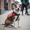 September Is National Service Dog Month — Here's to the Dogs (and Humans) Who Show Up Every Day