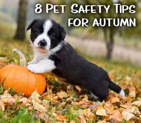 Keep your Furry Friends Healthy this Autumn - Mydeye