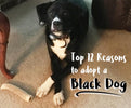When adopting, don't succumb to BDS - Mydeye