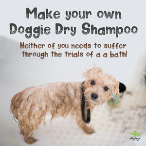 Dry Shampoo for Dogs - Easier than you think!