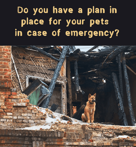 Is your pet prepared for an emergency? - Mydeye
