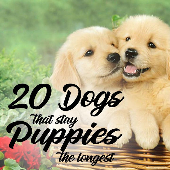 20 Dogs that Stay Puppies the Longest - Mydeye