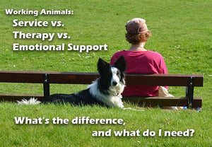 Service Animals vs. Therapy Animals vs. Emotional Support Animals
