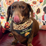 Taco Tuesday / Over the Collar Dog Bandana