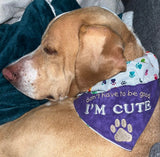 I'm Cute / Over the Collar Dog Bandana