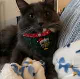 Oy Joy / Holiday Hanukkah Christmas Dog Bandana