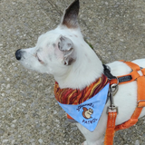Squirrel Patrol / Over the Collar Dog Bandana