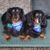 Hanukkah / Holiday Dog Bandana