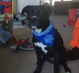 Hanukkah / Holiday Dog Bandana