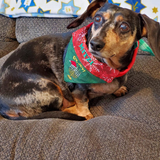 Oy Joy / Holiday Hanukkah Christmas Dog Bandana
