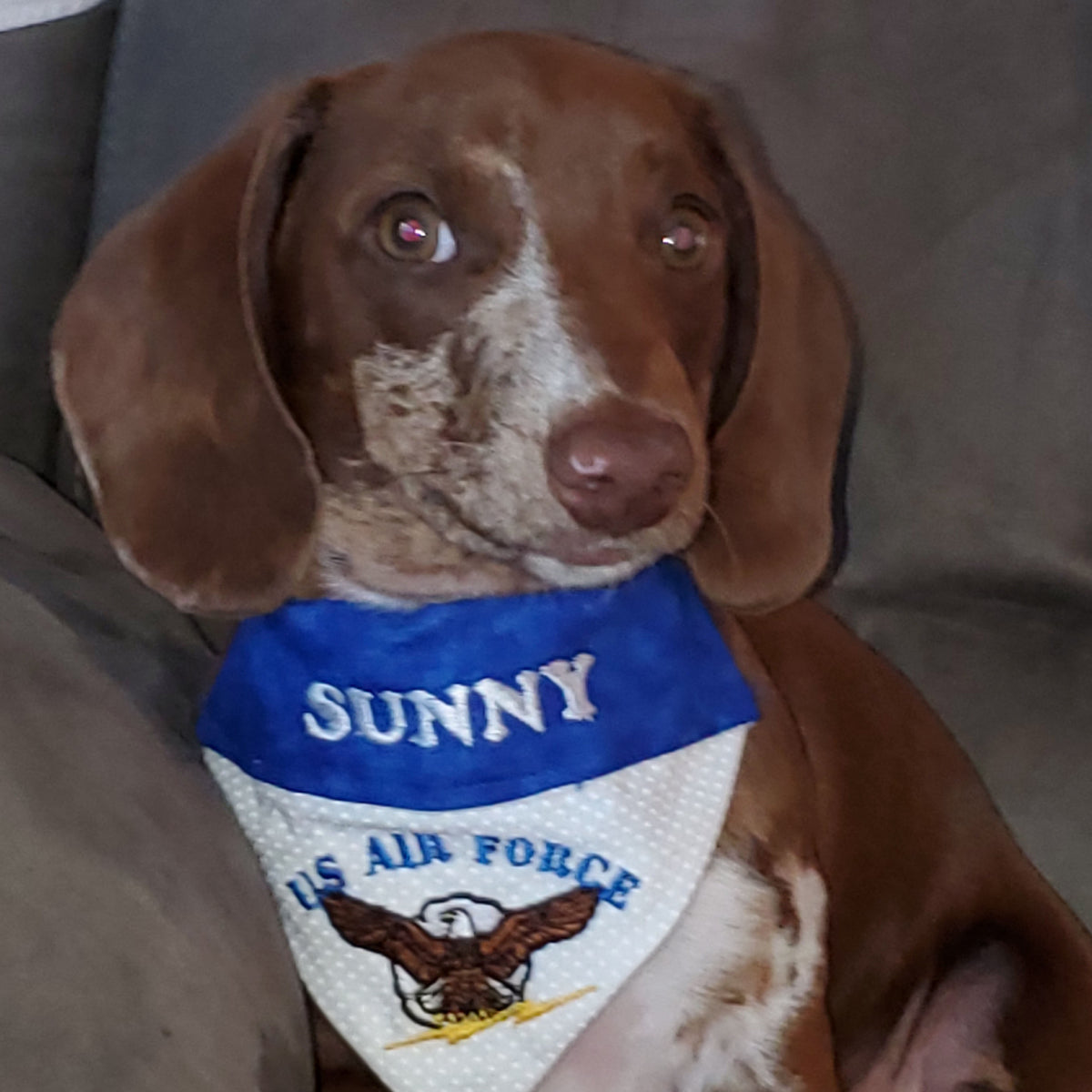 US Air Force Over the Collar Dog Bandana