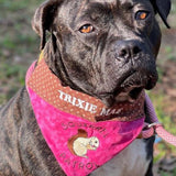 Squirrel Patrol / Over the Collar Dog Bandana