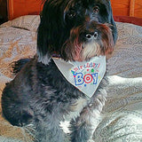 Birthday Boy Dog Bandanna