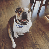 Born 2B Spoiled / Over the Collar Dog Bandana - Mydeye