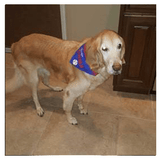 Chicago Cubs Dog Bandana