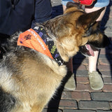 halloween dog bandana