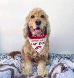 Not to big to be a Lap Dog / Over the Collar Dog Bandana
