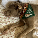 Official Turkey Tester / Thanksgiving Dog Bandana