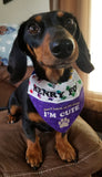 I'm Cute / Over the Collar Dog Bandana