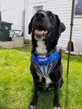 Tuxedo / Over the Collar Dog Bandana