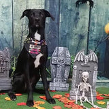 No Tricks Just Treats / Over the Collar Dog Bandana