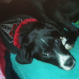 tuxedo dog bandana