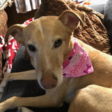 Princess / Over the Collar Dog Bandana