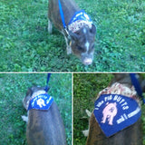 bandana on pig
