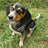 I'm really a CAT / Halloween Dog Bandana