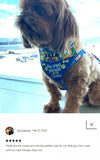 Pet Me Please / Over the Collar Dog Bandana