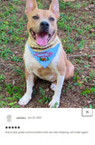 Adventure is Out There / Over the Collar Dog Bandana
