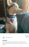 US Navy / Over the Collar Dog Bandana
