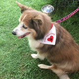 Therapy Dog / Over the Collar Dog Bandana