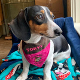 Squirrel Patrol / Over the Collar Dog Bandana