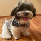 PAWsitively Spoiled / Over the Collar Dog Bandana