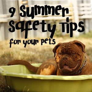 Pet Safety Tips for Summer