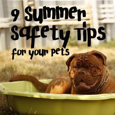 Pet Safety Tips for Summer - Mydeye