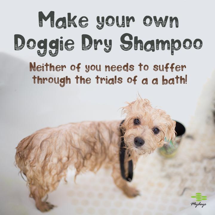 Dry Shampoo for Dogs - Easier than you think! - Mydeye