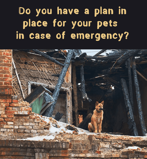 Is your pet prepared for an emergency?