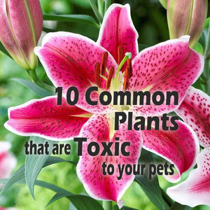 Top 10 Common Plants You Didn't Know can Hurt your Pets!