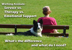 Service Animals vs. Therapy Animals vs. Emotional Support Animals - Mydeye