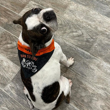 Born to Ride / Over the Collar Dog Bandana