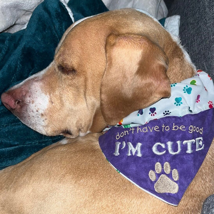 I'm Cute / Over the Collar Dog Bandana