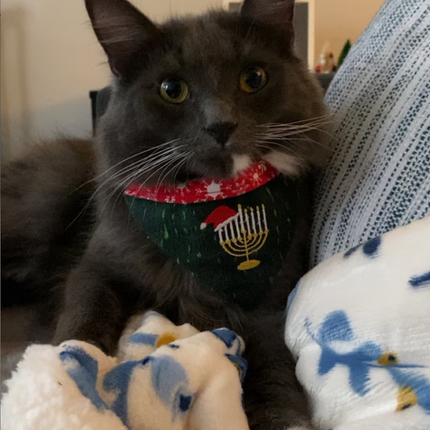 Oy Joy / Holiday Hanukkah Christmas Dog Bandana