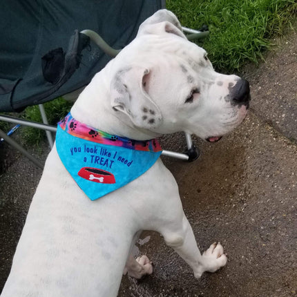 I need a Treat / Over the Collar Dog Bandana