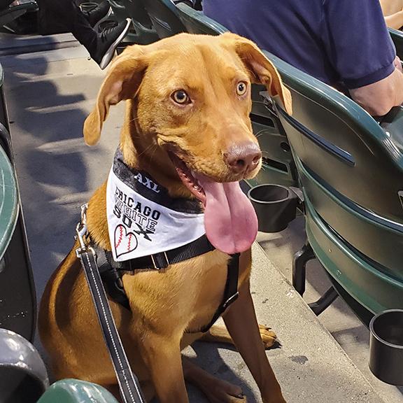 Chicago White Sox Over the Collar Dog Bandana