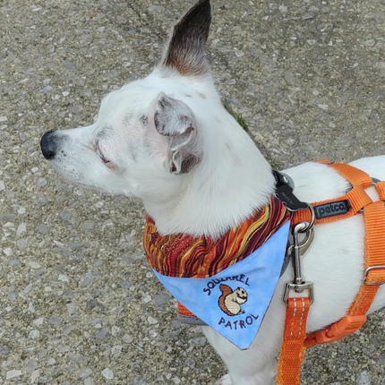 Squirrel Patrol / Over the Collar Dog Bandana