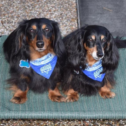 Hanukkah / Holiday Dog Bandana