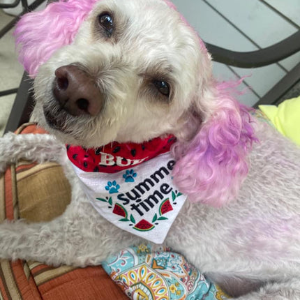 Summer Time Watermelon / Over the Collar Dog Bandana