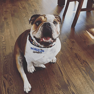 Born 2B Spoiled / Over the Collar Dog Bandana - Mydeye
